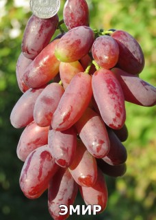 Эмир (1)